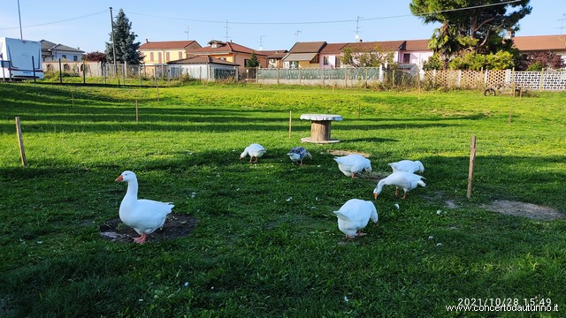 Gravellona Lomellina